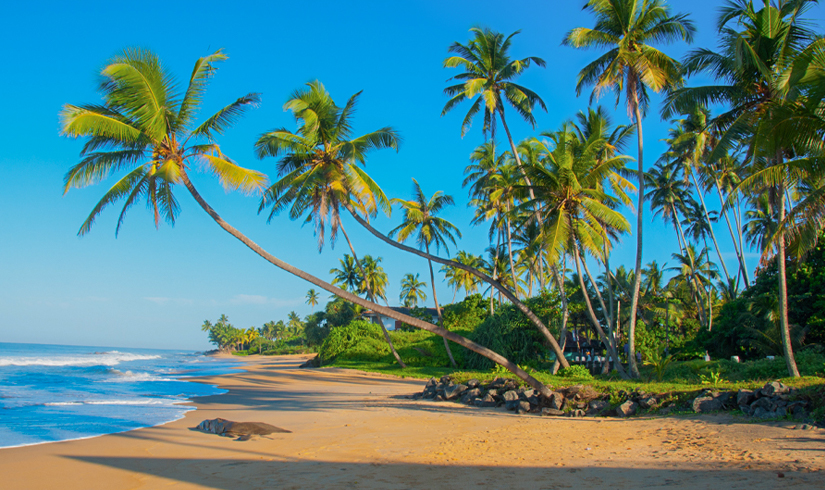 Sri Lanka Tour: The Wonder Of Asia