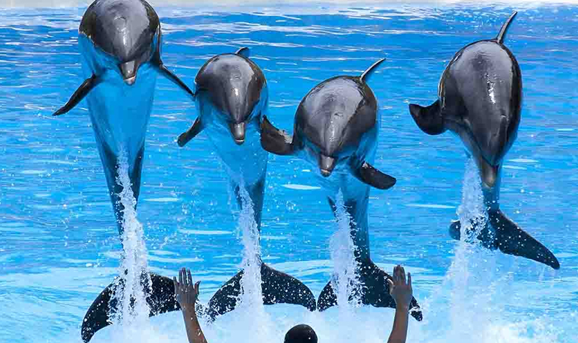 Discover Dubai: All Inclusive Packages